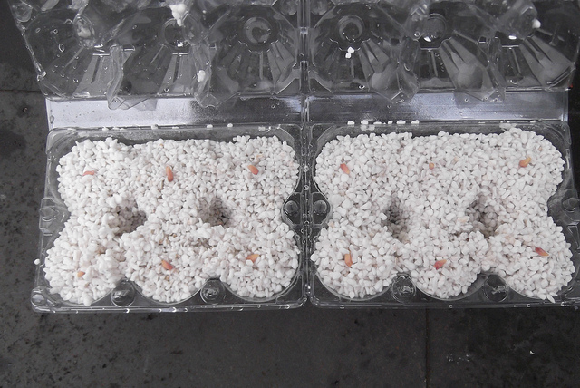 Growing Bonsai From Seed 